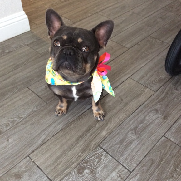 Meet your Posher, Carina - Picture 1 of 1